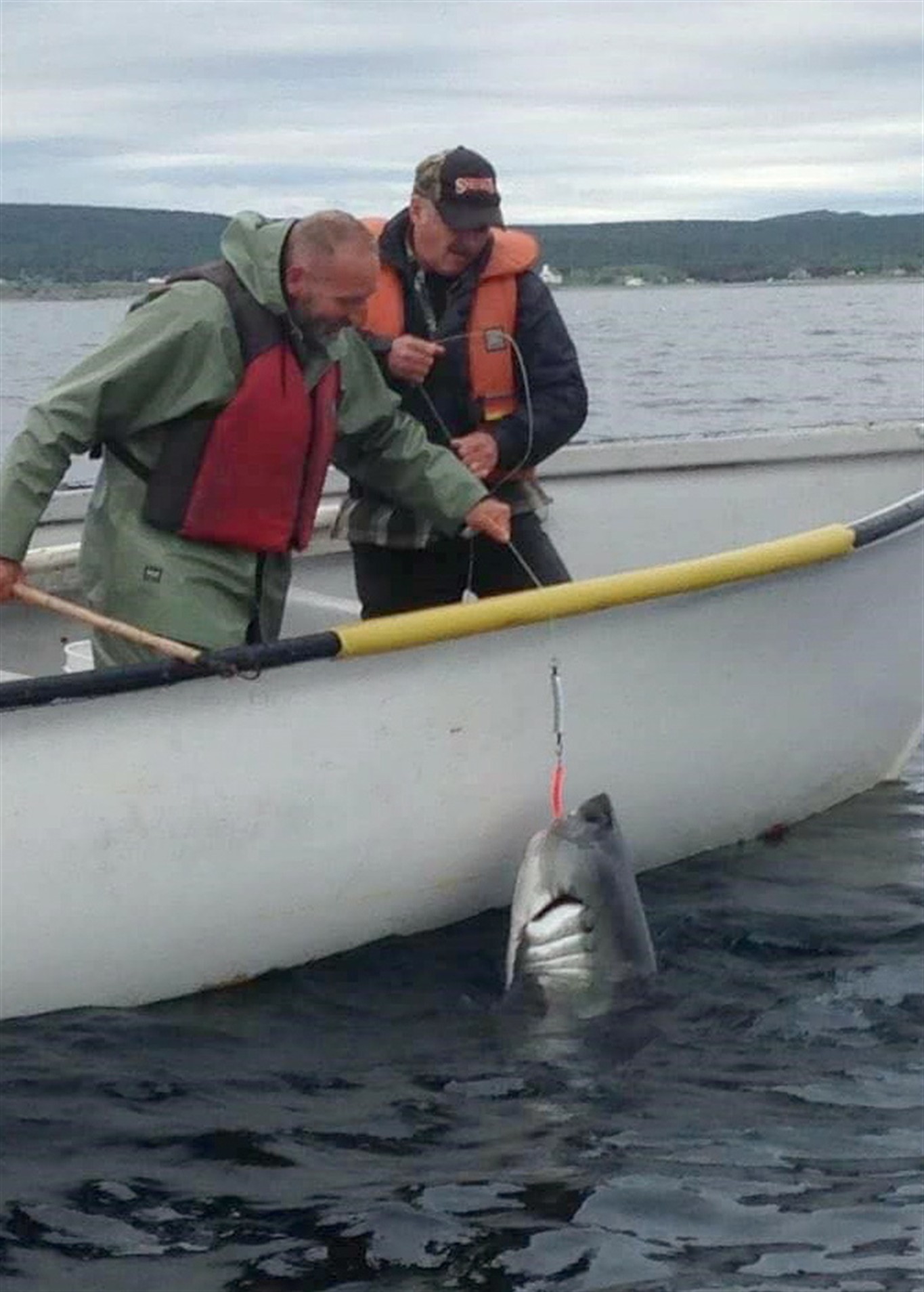 It was a big, big, big fish': Man fishing for cod hooks two-metre shark