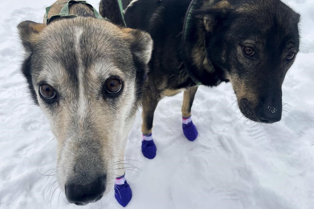 Alaska's Iditarod dogs get neon visibility harnesses after 5 were
